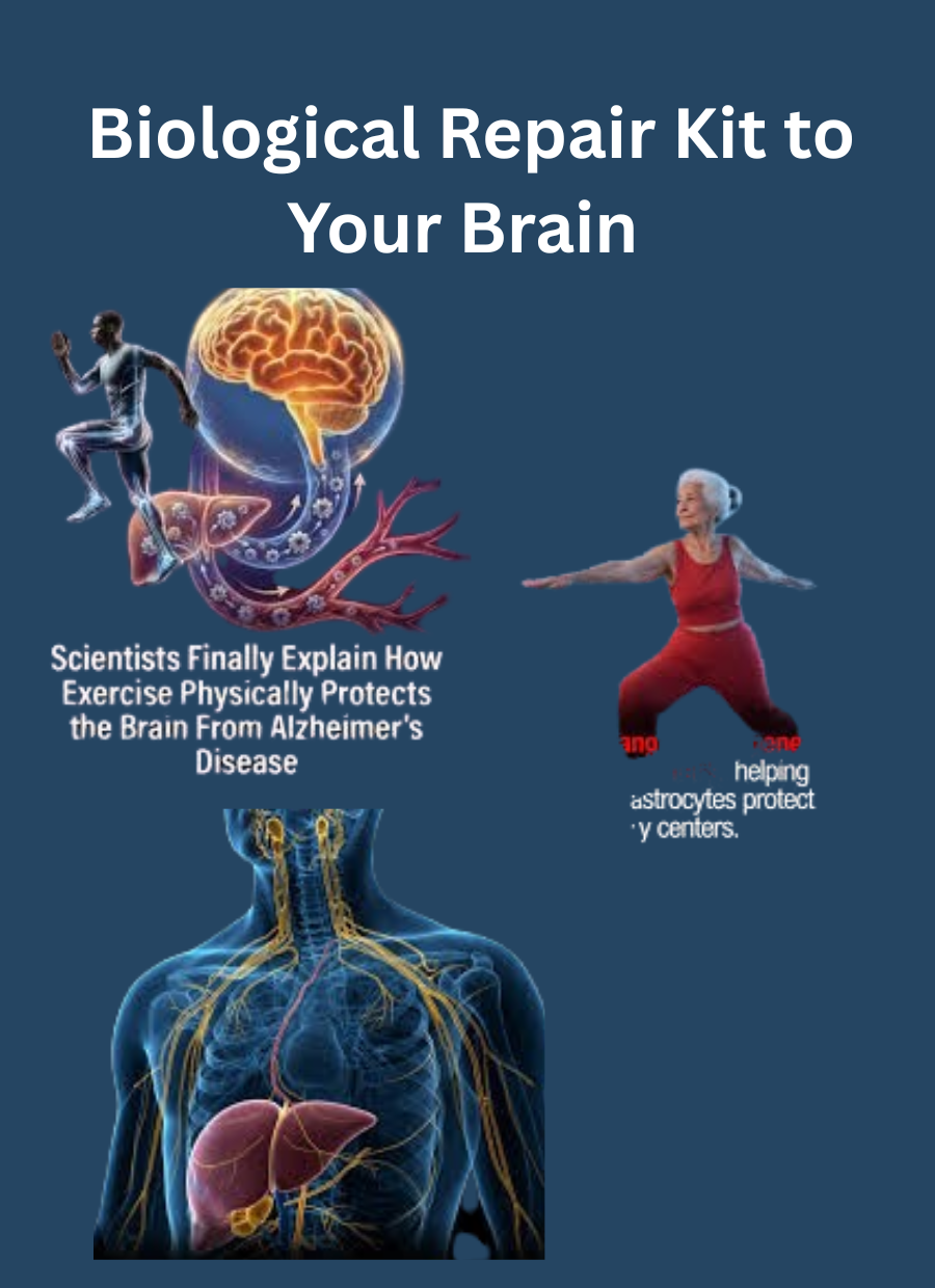 ​How Your Liver Mails a Biological Repair Kit to Your Brain