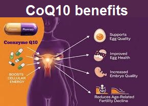 CoQ10 Benefits: Â How CoQ10 Supports Energy,& Mitochondrial Health