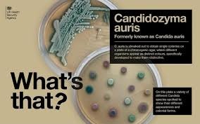 Candida auris?ย
