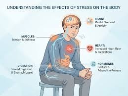 Chronic Stress Affect Muscles