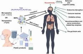 How Nanoplastics Affect the Brain